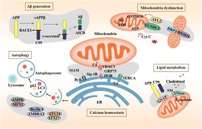The contribution of mitochondria-associated endoplasmic reticulum membranes (MAMs) dysfunction in Alzheimer’s disease and the potential countermeasure